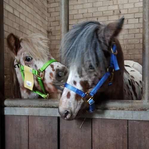 Deluxe Hamilton Halfter "Kleine Größen - Weanling, Pony, Foal" in Farben