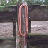 Working Rope Profi 2,50 m "Slim Line - Lead Rope Heike" in Colors